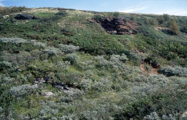 Figur 2 Oversiktsbilde over Bubakkforekomsten sett mot nord. Figur 3 Rustsone med lite skjerp ca. 100 meter nord-nordvest for Bubakkbruddet.