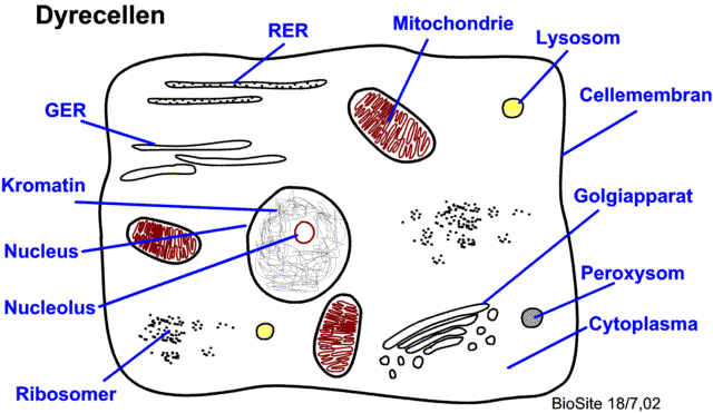 EUKARYOT CELLE Plasmamembran Cytoplasma (cytosol og organeller) Cytosol (cytoskjelettet, vann,