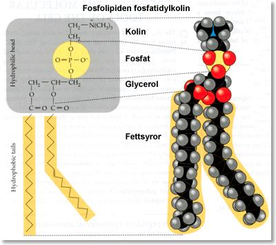 FOSFOLIPID