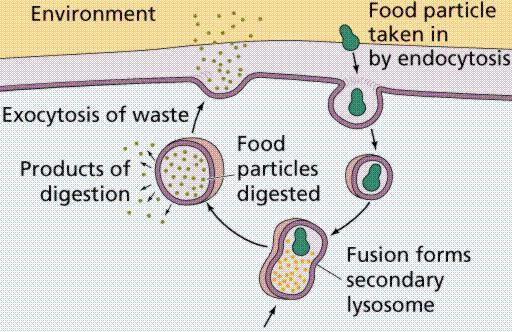 LYSOSOM Cellens