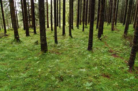 Tabell 5. Landsdelsoversikt, bruttotilvekst under bark (1000 m 3 ) og årlig hogstkvantum i 1955/56 og i 2005. Tallgrunnlag: Strand 1961, Skog 2007, SSB 2005.