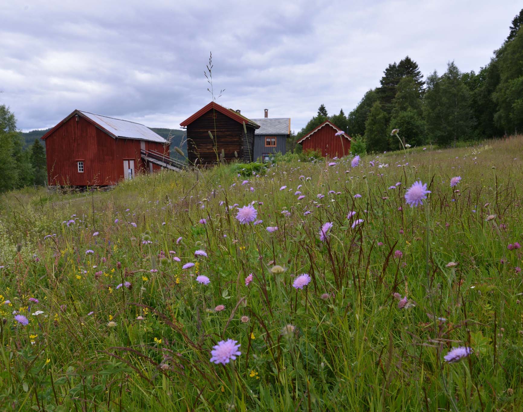 Skjøtselsplan for artsrik slåttemark Fjølstadtrøa, Malvik kommune, Sør