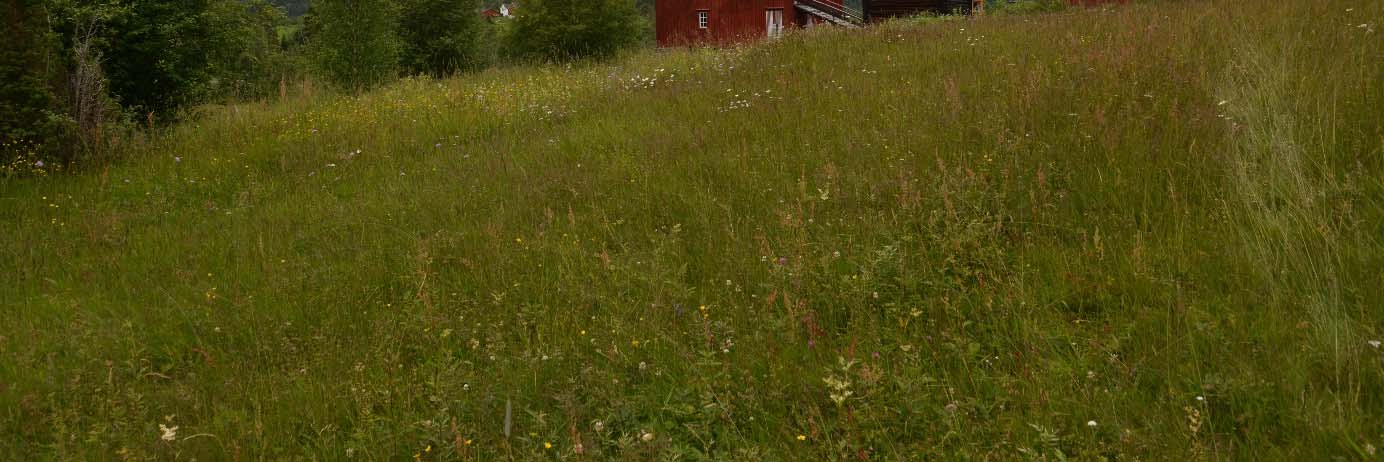 BILDER Figur 3: Artsrik slåttemark. Foto: Sigrun Aune/NIBIO, 7.