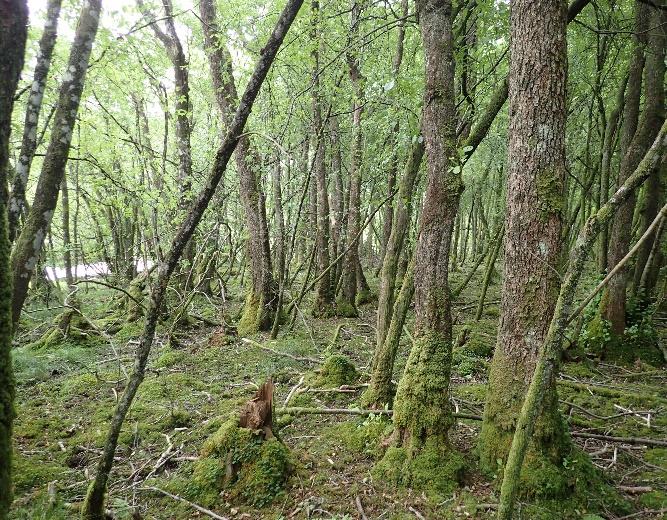 Figur 5. Økland I. Venstre: Gråor-heggeskog (F05), utforming flommarksskog (F0501), med svartor som dominerende treslag. Store deler av naturtypen er preget av storfebeite.