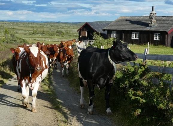 Tilskuddene til beiting har økt med 600 mill. kroner de siste 10 årene. Antall dyr på beite er relativt stabilt, særlig sau. Det ligger allerede krav til beiting og lufting i forskrift om dyrehold.