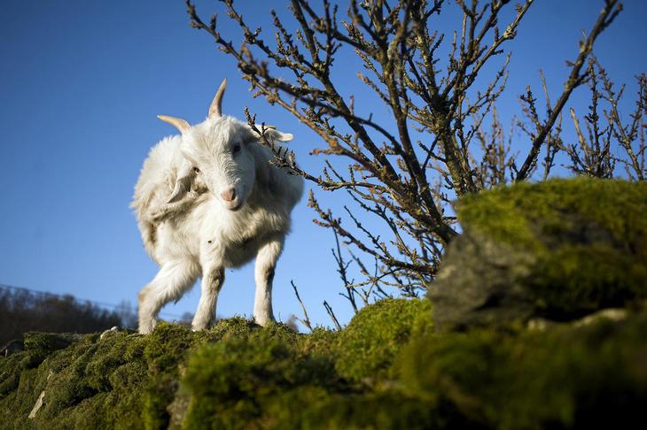 Høy melkepris stimulerer til høy avdrått og i neste omgang høyt kraftfôrbruk. Både Stortinget og Norges Bondelag har som mål at en større del av produksjonen må foregå på norske ressurser.