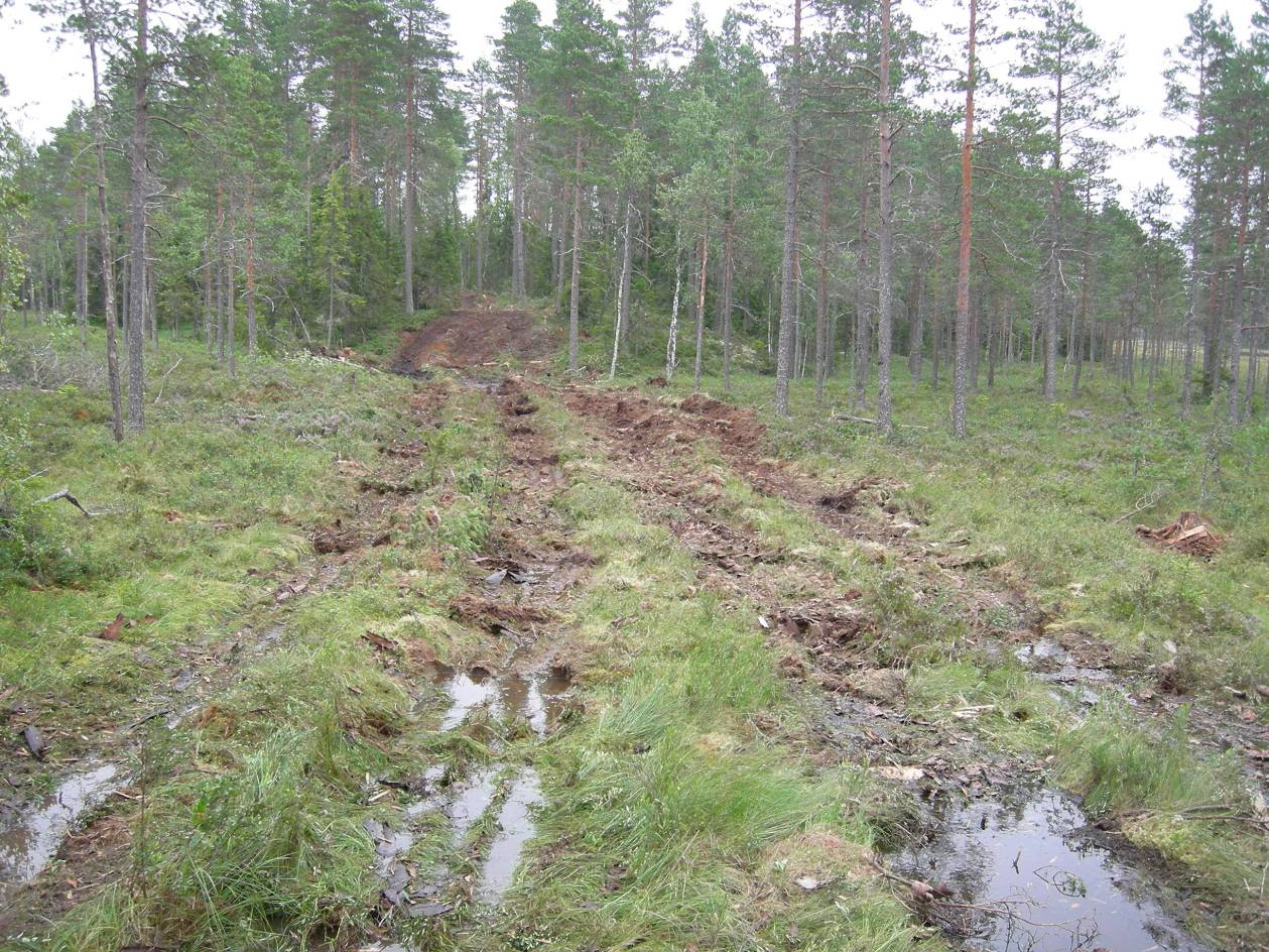 Bilde 8. Bilde etter endt drift på Fjeldskogen. Ubetydelige sporskader. Foto: Anders Eid Hohle. 2010.