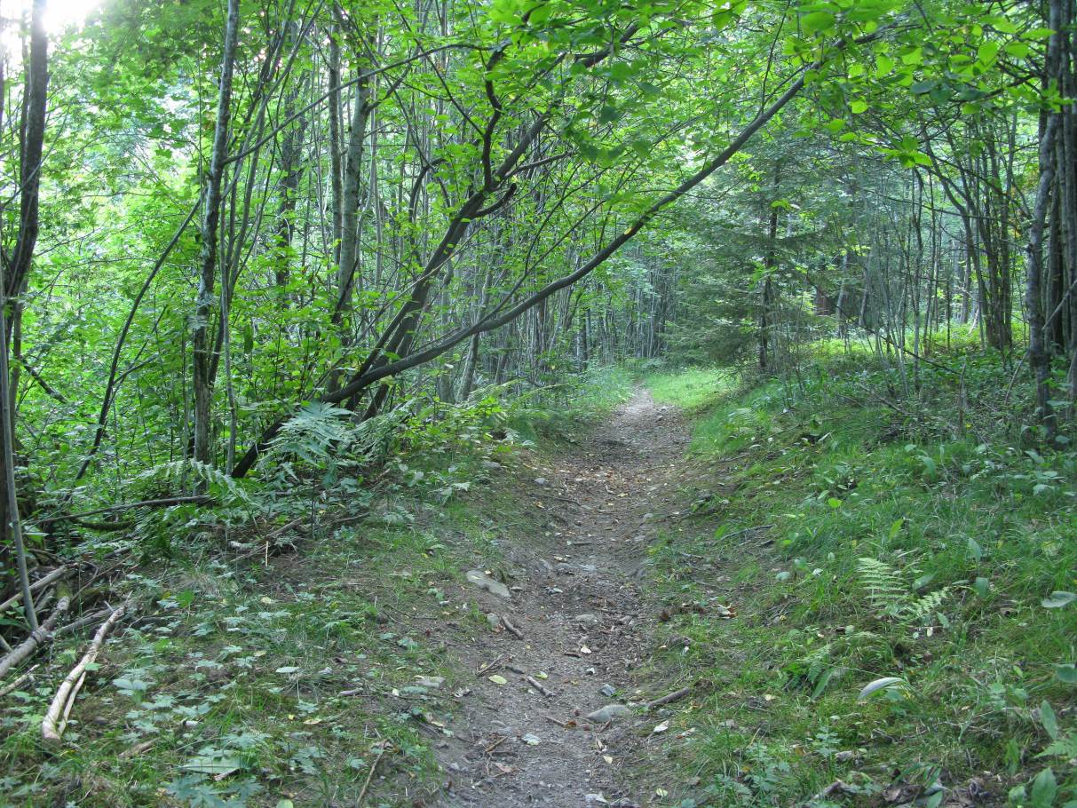 Figur 6. Rik boreal lauvskog i nordre liside av Svarttjernsbekkens ravine (Foto: E.B. 17/7-14) Figur 7.