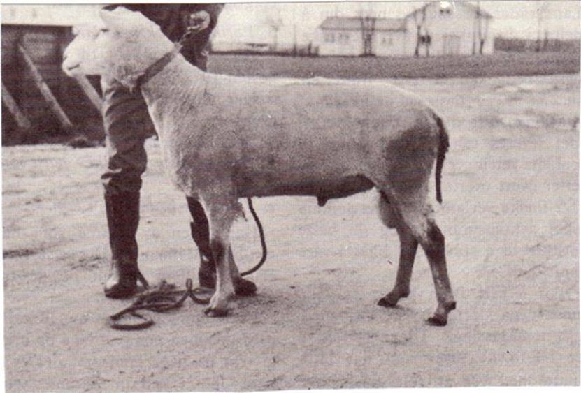 Søya Eppu hos Erkki Ryama, Finland med seks lam og 271 kg lammeavdrått. Ett værlam og tre saulam av dette kullet ble kjøpt inn til krysningsforsøka med finsk landrase i 1972.