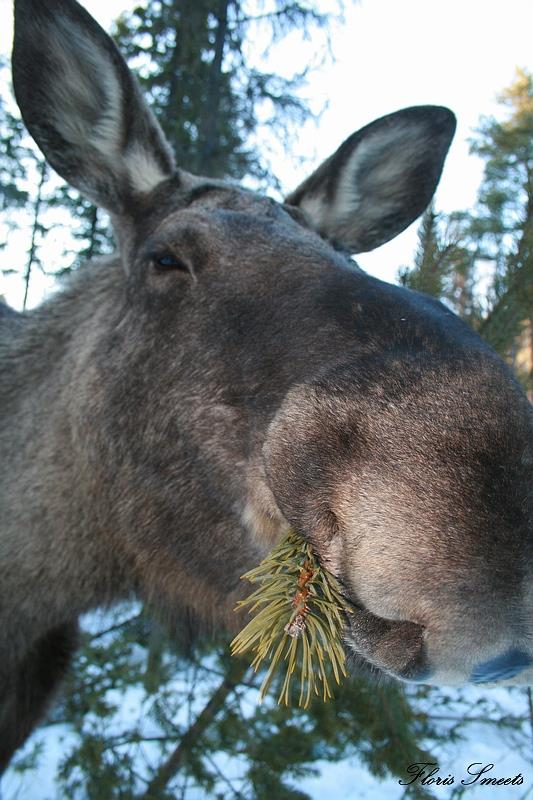 Bærekraftig bruk av jordbruks-,