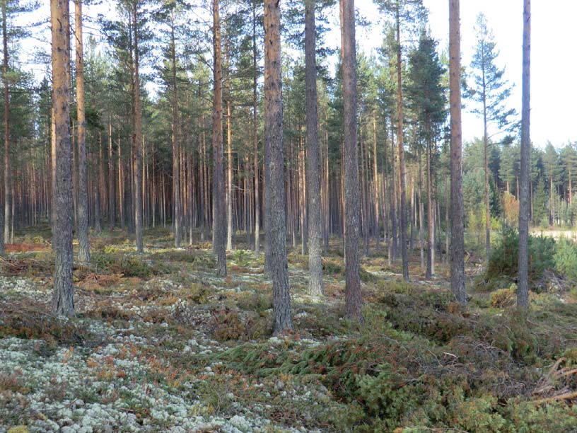 4.2 Dagens arealbruk og tilstøtende arealbruk Planområdet inkl. tilstøtende areal mot nord og vest benyttes til skogbruk. Øst for planområdet er det et åpent jordbrukslandskap mot Glomma. 4.