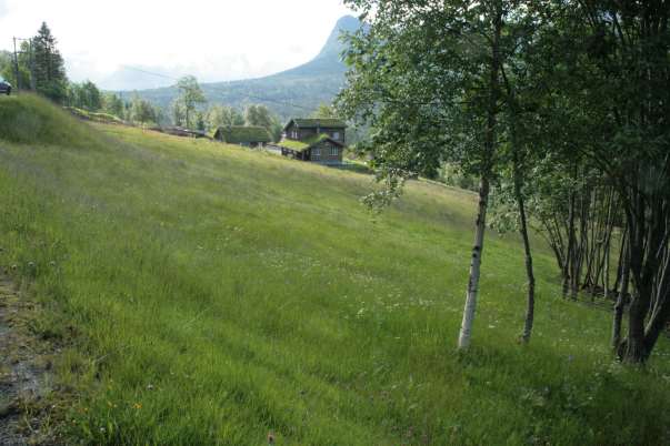 Vestlandet Skjøtselsplan for Tømmerbakken i Volda