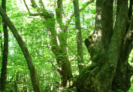 Fra bekkedalen kan dere ta stien til Drangsdalen, hvor det innerst mot Fivannet er flere gamle lindetrær som ble benyttet til lauving i gammel tid.