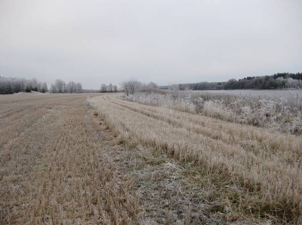 Figur 4.1. Oversikt over flomvoller i feltet (til venstre, markert med stjerner på kartet) og flomvoll ved Mosseros (over, Hobølelva til høyre i bildet). Foto : E Skarbøvik.