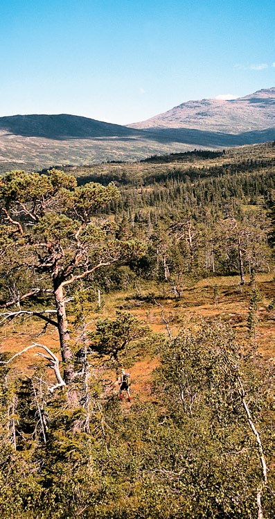 2 3 Velkommen til et av trøndelags største urørte fjell- og skogsområder ligger mellom Neadalføret og Stjørdalsføret og består av både høgfjell, skogdaler og store myrområder.