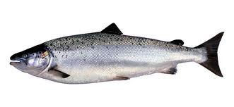 QTL search The Salmon Genome Project Identification of genome Complete