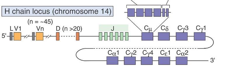 Somatisk rekombinasjon og isotypeskifte Tung kjede immunglobulin,