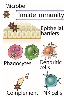 Ny kunnskap siste 5-10 år: Interferon Mange forskjellige overflatereseptorer på celler som tilhører medfødt immunitet Subpopulasjoner kan dannes ved at enkeltceller uttrykker forskjellige reseptorer