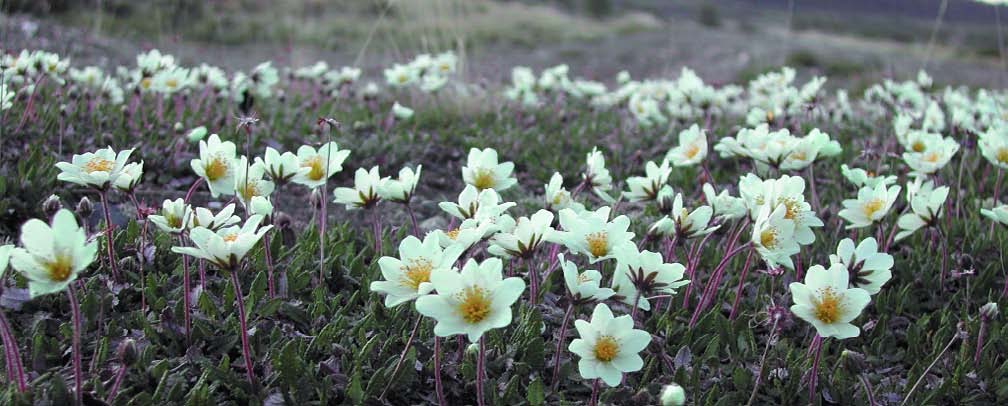 Hvor kan du finne mer informasjon? Bakkestuen, V. & Erikstad, L. 22. Terrestrisk naturovervåking.