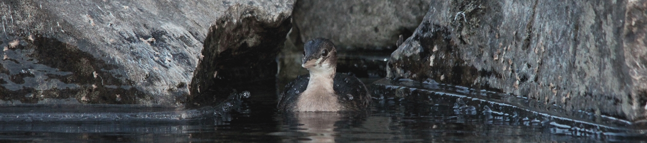 NO EN BirdID Western Palearctic Gjennom studiet BirdID Western Palearctic kan du kvalifisere deg for feltundersøkelser omkring forekomst og antall av ulike fuglearter.