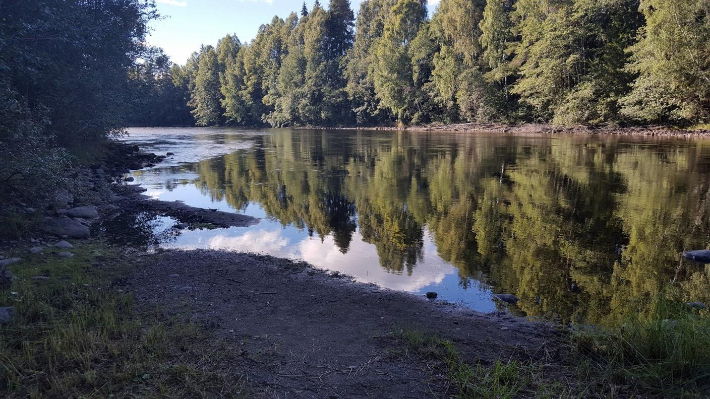 «Røysa» i Randselva: 27.aug 2016 -? m3 kl. 06.