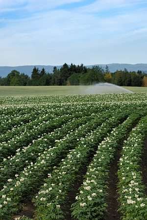 Større produksjons- og avlingspotensial Lengre vekstsesong - mer krevende vekster