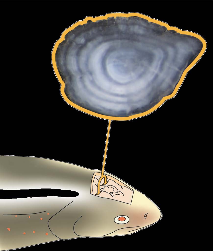 3 Metoder og materiale Røyematerialet fra Straumsjøen ble samlet inn i årene 1988, 1992, 2003 og 2006 ved hjelp av garn, ruse og elektrisk fiskeapparat.