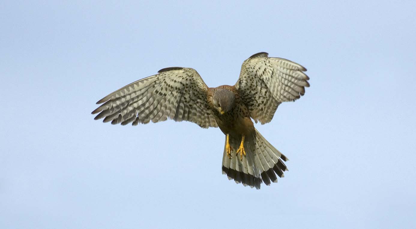 Storfugl Tetrao urogallus Et forholdsvis ferskt ribb av en M ble funnet i kanten av en myr ca 500 N for Kallarsvollen, Roltdalen. Den var trolig tatt av kongeørn. Storlom Gavia arctica 2 ind.