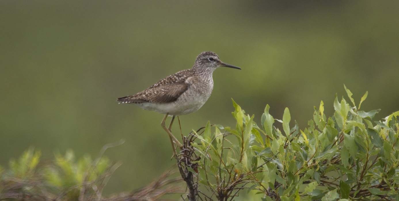 Dobbeltbekkasin Gallinago media 1 ind. ble støkket opp ved Kalvskinnsvollen. En aktiv leik NV for Lødøljsjøene (UTM 32V 0631800 7020200) ble besøkt i løpet av juni (Tom Roger Østerås). 1 ind. ble skremt opp på en myr N for Tverrelva, Ø for Litlklepptjønna, Meråker 1/7 (Per Inge Værnesbranden).