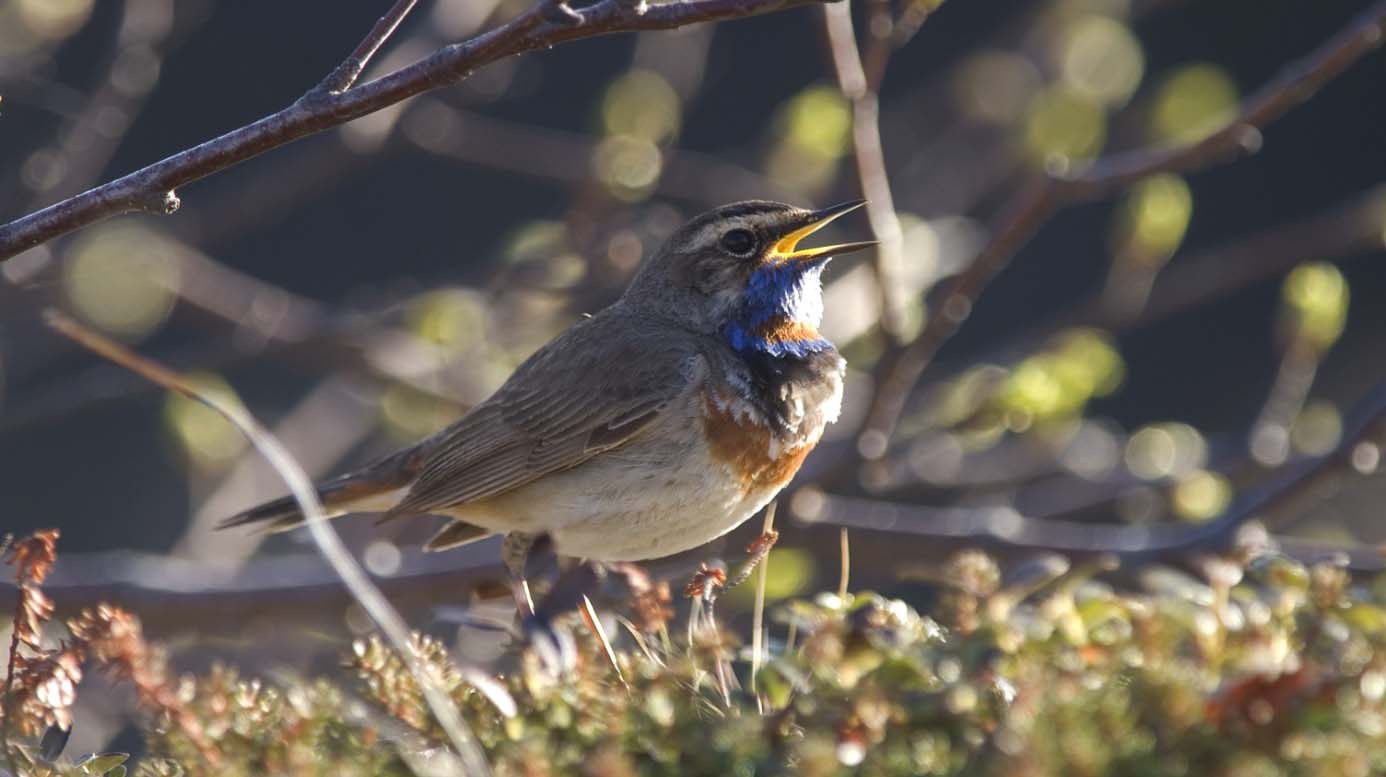 Trepiplerke Anthus trivialis Syngende fugler ble registrert jevnlig i den åpne furuskogen i Roltdalen, men bare i små antall. Høyeste dagsnotering var bare 3 ind.