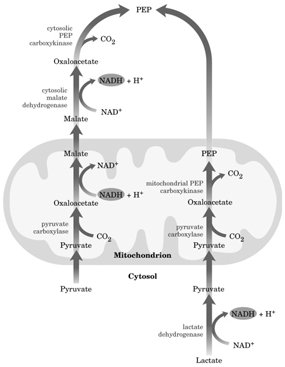 mvei vorfor passere via mitokondriene? NAD+ + NAD + I mitokondriene Malate Malate Malatα-ketoglutarat transporter Den første delen av NAD + NAD+ + denne omveien skjer inne i mitokondriene.