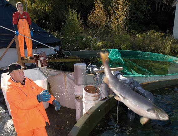 Fiskeoppdrett i Møre og Romsdal - utvikling 1998-25 (i mill kroner) 3 25 2 15 1 5 Møre og Romsdal er av de største oppdrettsfylkene i landet med 41 settefiskkonsesjoner og 115 matfiskkonsesjoner for
