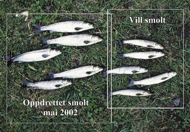 K A P I T T E L 1 Figur 7 Bilde som illustrerer størrelsesforskjellen mellom oppfôret utsatt smolt og vill smolt fanget i elveruse i Daleelv i mai 2002.