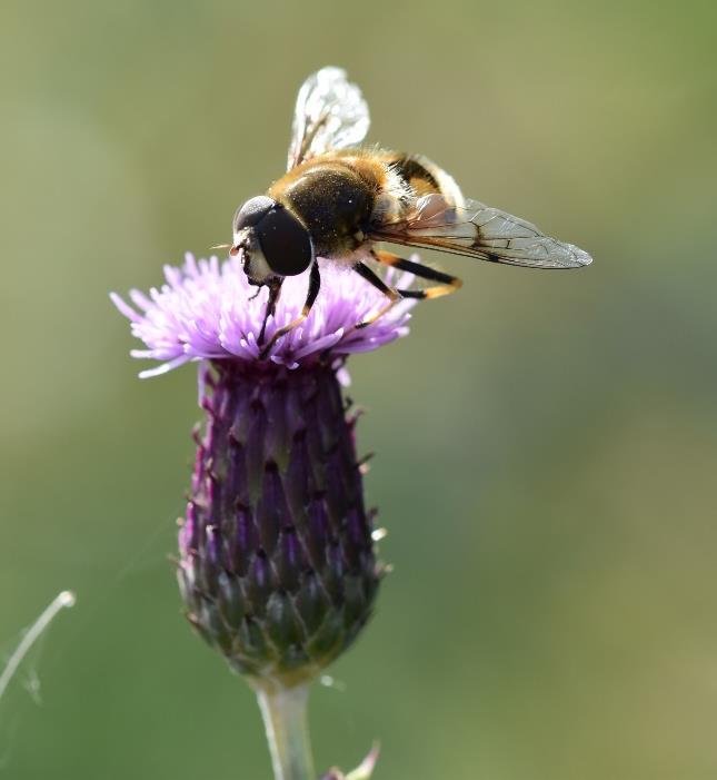 Arter som evolusjonært er spesialisert til humlepollinering blir mer effektivt pollinert når de også blir besøkt av andre pollinatorer Lazaro, A., Lundgren, R.