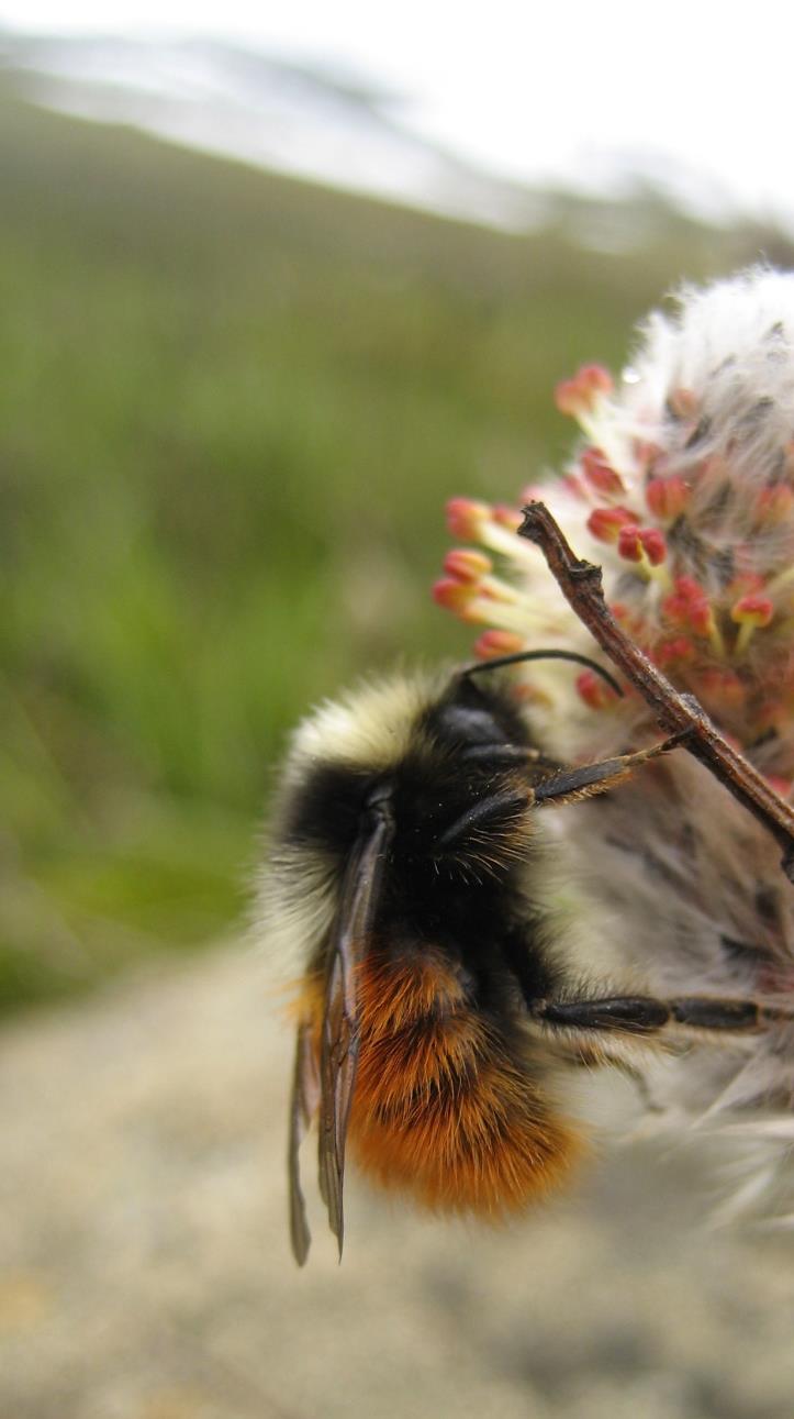 Artsrikhet og tetthet synker med høyde: Pollinatorer er klimasensitive 30 380 (Bombus = 87.7 %) Sydenham, M.A.K. et al. 2015.