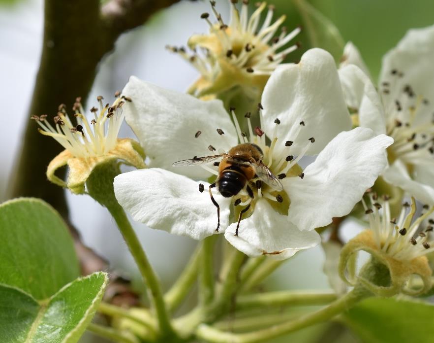 Framtidig pollinering i landbruket Polce, C. et al. 2014.