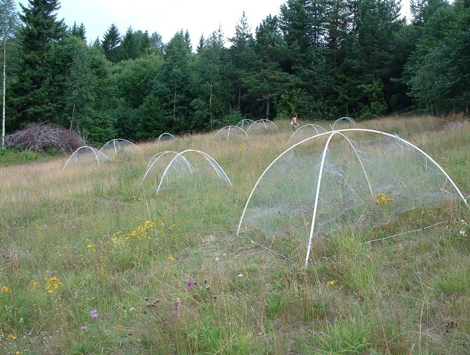 Mange plantearter kan takle en reduksjon i pollinatortetthet Lundgren, R., Lazaro, A., and Totland, Ø. 2013.