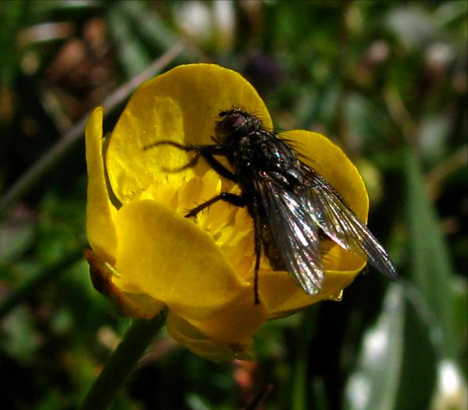 Humler utgjør en liten andel av pollinatorartene i de største økosystemene i Norge (boreal skog og fjell) (gjerne mindre enn 10% av artene og enda lavere % av antallet individer) Noen artsrike