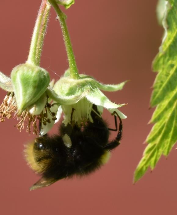 Pollenbegrensing på frøproduksjon Høy Pollinatorbesøk