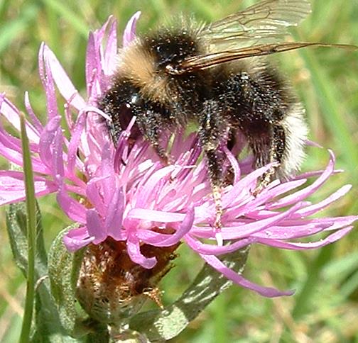 Pollinator tetthet og type Plantesamfunnets sammensetning Værforhold Blomsterresurser Besøksrate Pollendeponering Pollenbegrensing Frøproduksjon Rekruttering