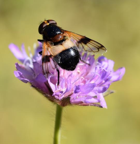 Humlepollinerte plantearter er ofte besøkt av andre også Biller Fluer Lazaro, A., Nielsen, A. and Totland, Ø. 2010.