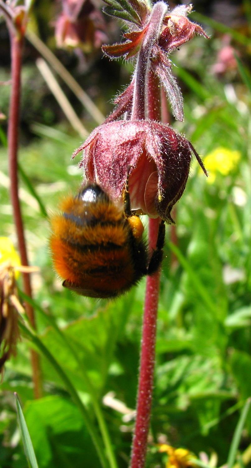 Er humlepollinerte arter mer effektivt pollinert enn andre? Pollenbegrensing Pollinatortiltrekning Hegland, S.J. and Totland, Ø. 2008.