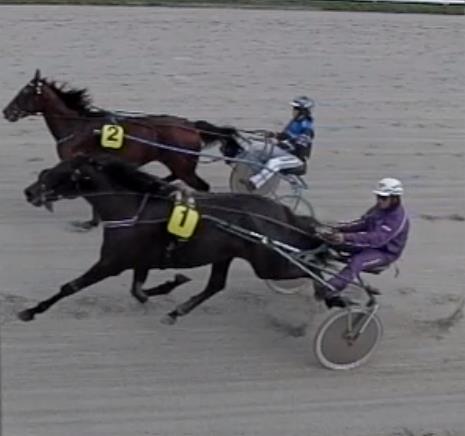 Løp 1 Feøya hingstebeite Varmblods. 2-årsløp. Fartsbegrensning varmblods 1:30.