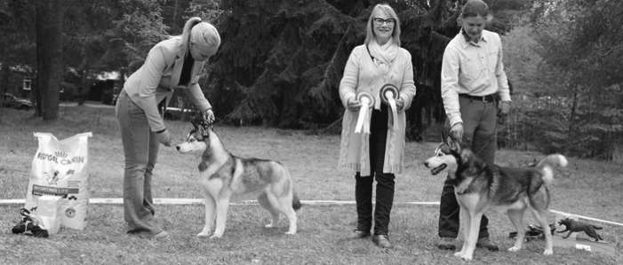 HUSKYBLADET 2/2016 Xatsus Showstopper At Barkas, dommer Eli Marie Klepp og Vänervind Ajaja. Foto: Anita H. Engebakken-Fjell. God størrelse. Aning bred i skallen. Bruker ørene bra. God underkjeve.