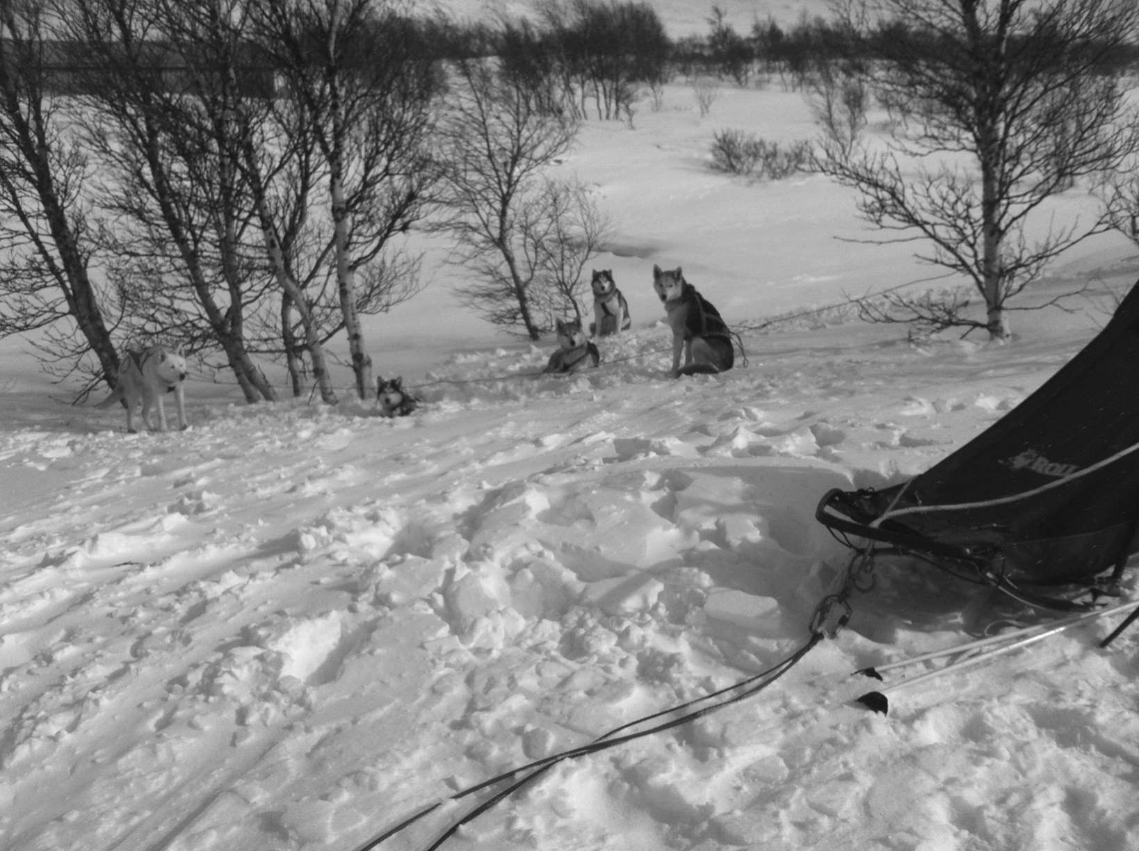 HUSKYBLADET 2/2016 TEKST OG FOTO: BÅRD BAKÅS De hvite månedene går raskere unna for hvert år som går. Nå har april kommet, og man sitter med minnene igjen etter en alt for kort vinter.