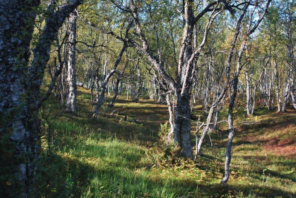 Oppfølging av planvedtak Gravlundsplanen skal godkjennes av bispedømmerådet Økonomiske konsekvenser Eiendomserverv Prosjektere og kostnadsberegne Utarbeide