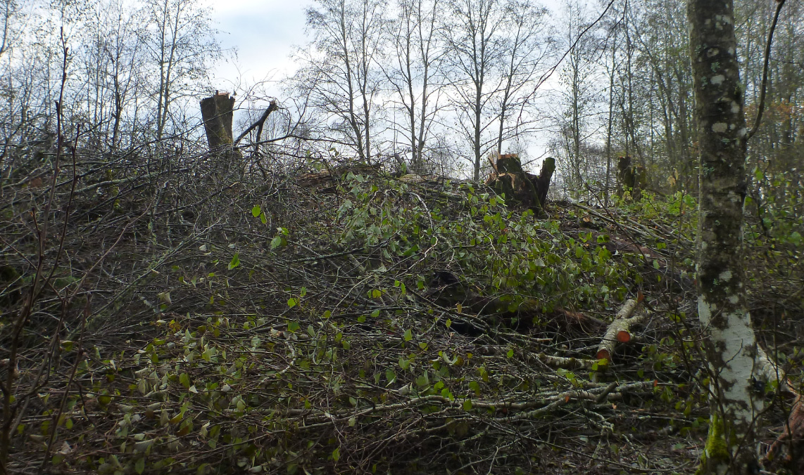 Figur 106. Tiltetting av trær og kvist i bekkeløpet har dannet en demning. (Foto M.