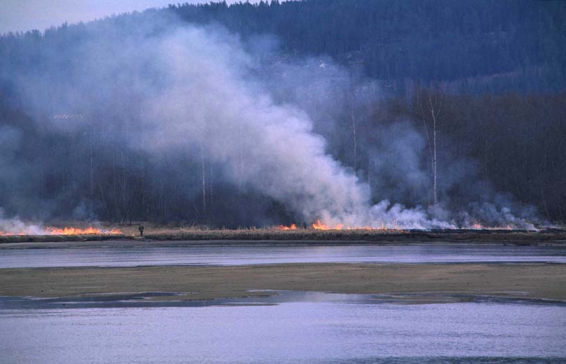 Figur 3.2 Strandskog dominert av rankvokst bjørk (Betula pubescens) preger deltalandskapet.