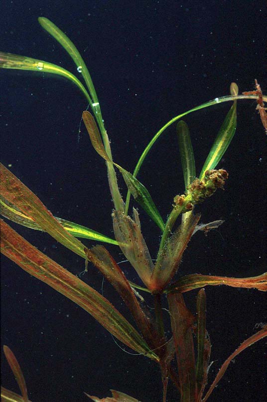 Figur 3.12 Blomstrende skudd av butt-tjønnaks (Potamogeton obtusifolius). En næringskrevende art som er blitt mer vanlig de siste 10-20 årene i nordre Øyeren. 3.4.