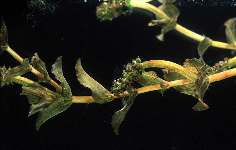 I løpet av de siste 30 årene har hjertetjønnakset gått tilbake overalt i Øyeren, både ute på deltaplattformen og i elveløpene.